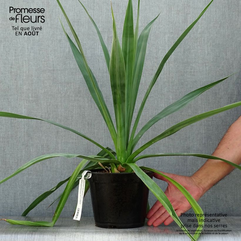 Spécimen de Furcraea bedinghausii Pot de 3L/4L tel que livré en été