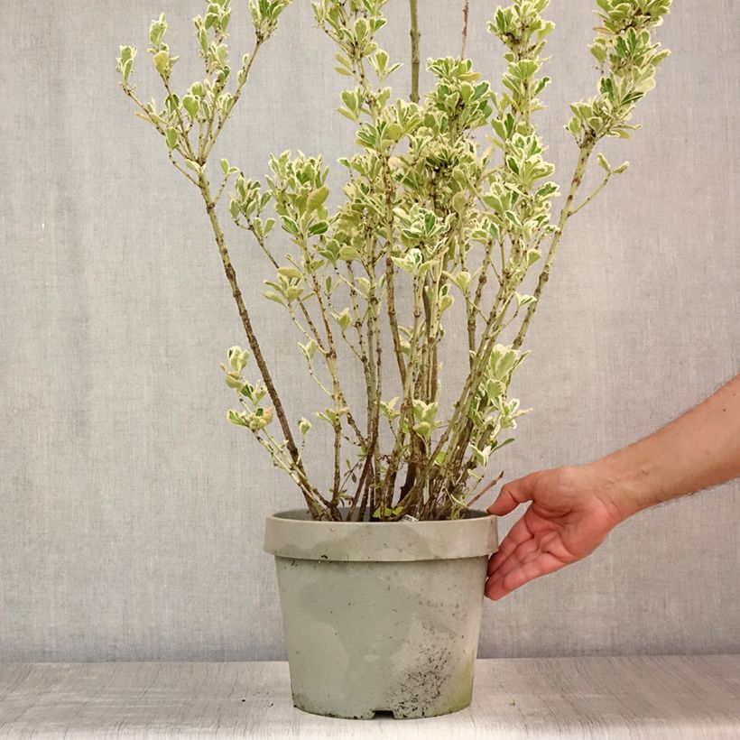Spécimen de Fusain du Japon - Euonymus japonicus Silver King Pot de 7,5L/10L tel que livré en été