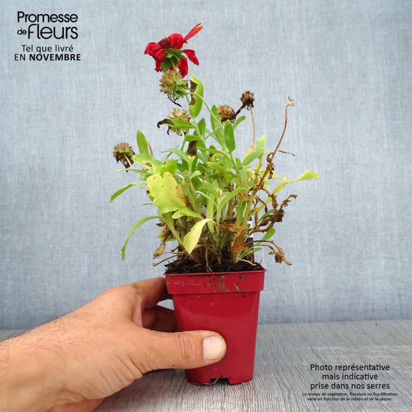 Spécimen de Gaillarde aristata Arizona Red  Godet de 8/9 cm tel que livré en automne