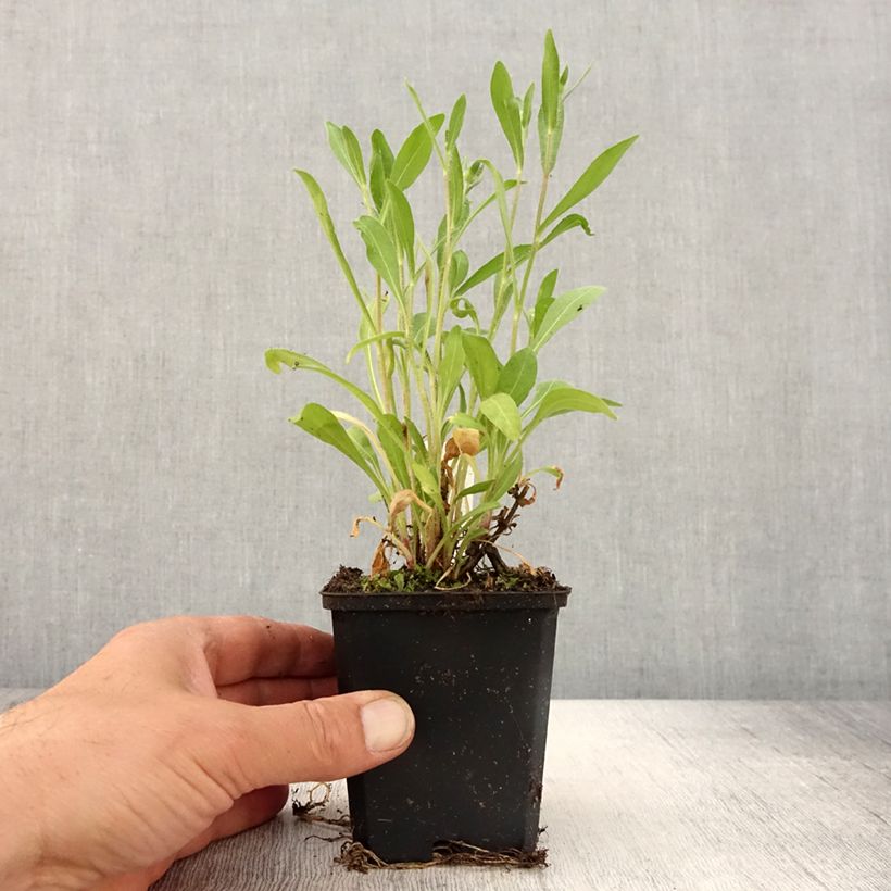 Spécimen de Gaillarde aristata Arizona Red en godet de 9cm tel que livré au printemps