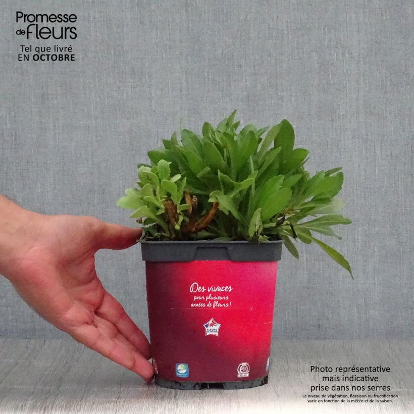 Spécimen de Gaillarde aristata Arizona Red  Pot de 2L/3L tel que livré en automne