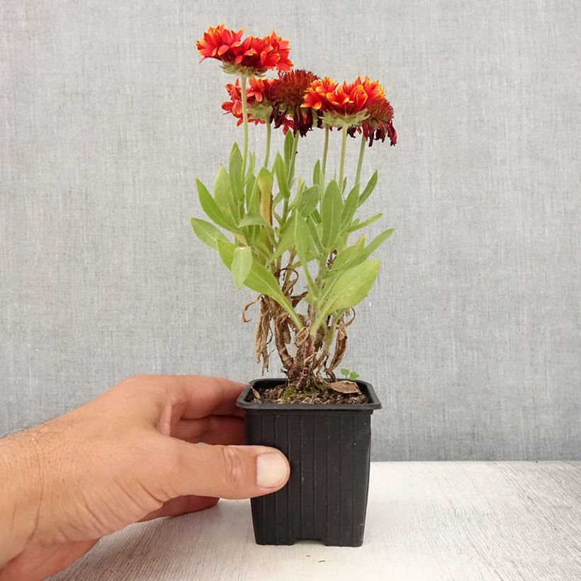 Spécimen de Gaillarde Fanfare Blaze - Gaillarde rouge, orange et jaune Godet de 8/9 cm tel que livré en été