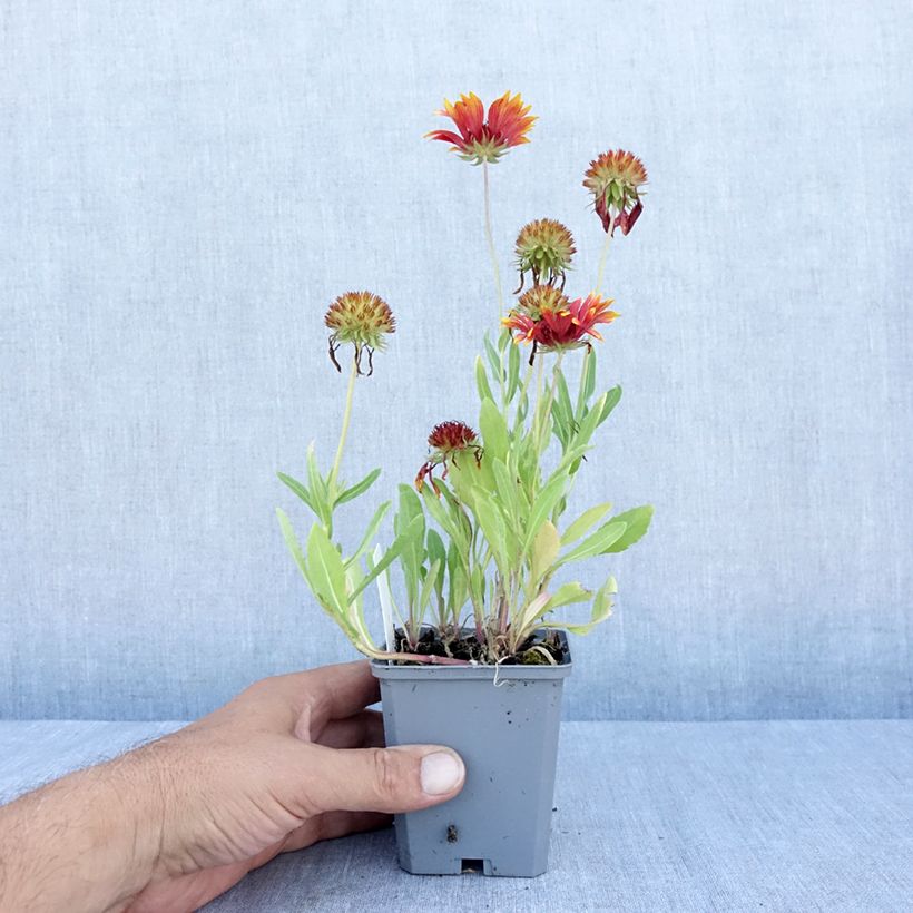 Spécimen de Gaillarde Tokayer Godet de 8/9 cm tel que livré en été