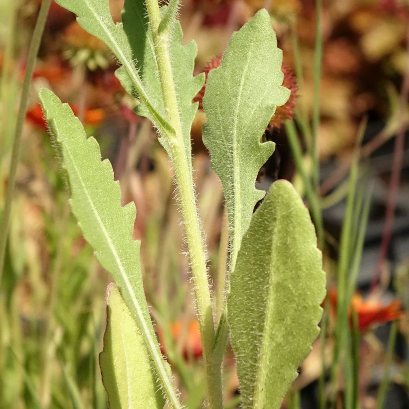 Gaillarde Tokayer (Feuillage)