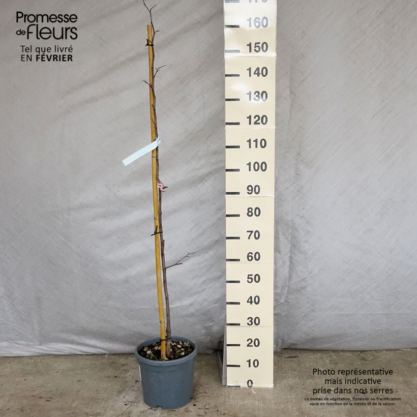 Spécimen de Gainier du Canada - Cercis canadensis Cascading Hearts Pot de 7.5L/10L tel que livré en hiver