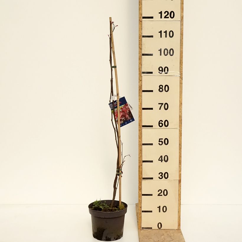 Spécimen de Gainier du Canada - Cercis canadensis Red Force en pot de 7,5/10L tel que livré au printemps