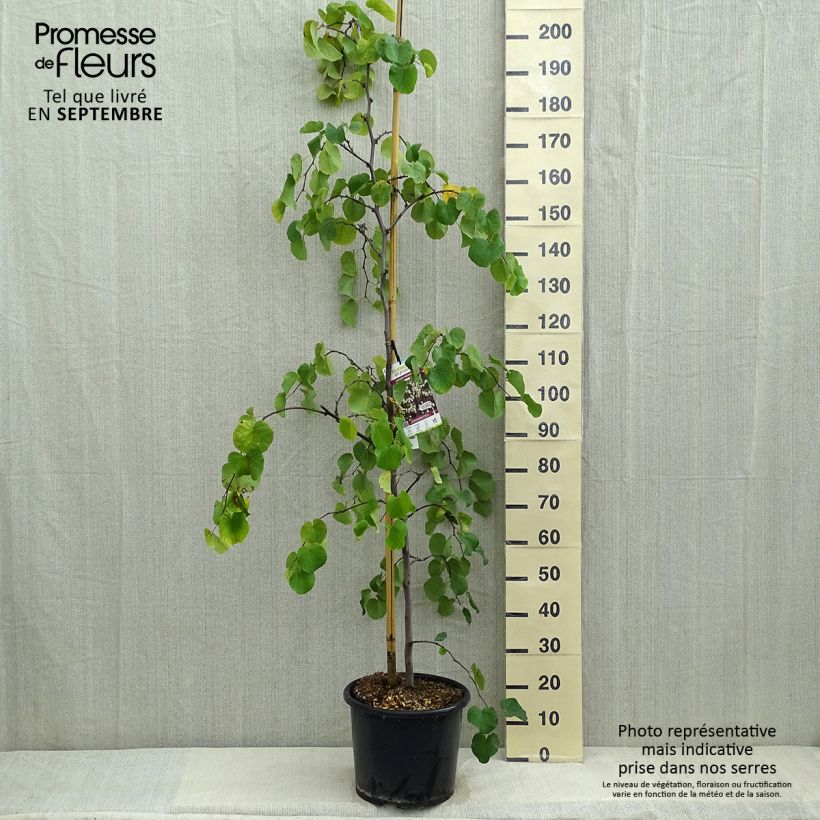 Spécimen de Gainier du Canada - Cercis canadensis Royal White Pot de 12L/15L tel que livré en été