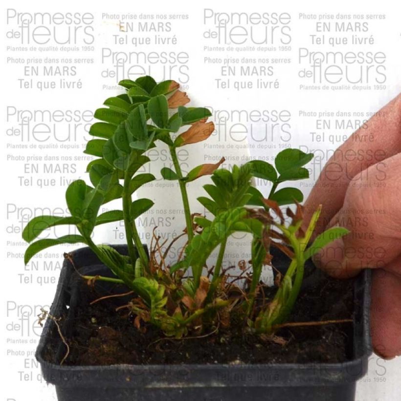 Exemple de spécimen de Galega hartlandii Lady Wilson Godet de 9cm tel que livré