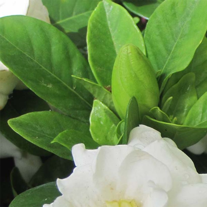 Gardenia jasminoides Crown Jewel - Jasmin du Cap (Feuillage)
