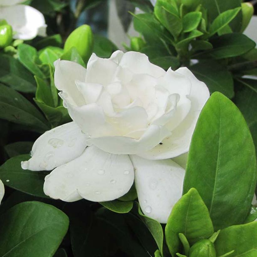 Gardenia jasminoides Crown Jewel - Jasmin du Cap (Floraison)