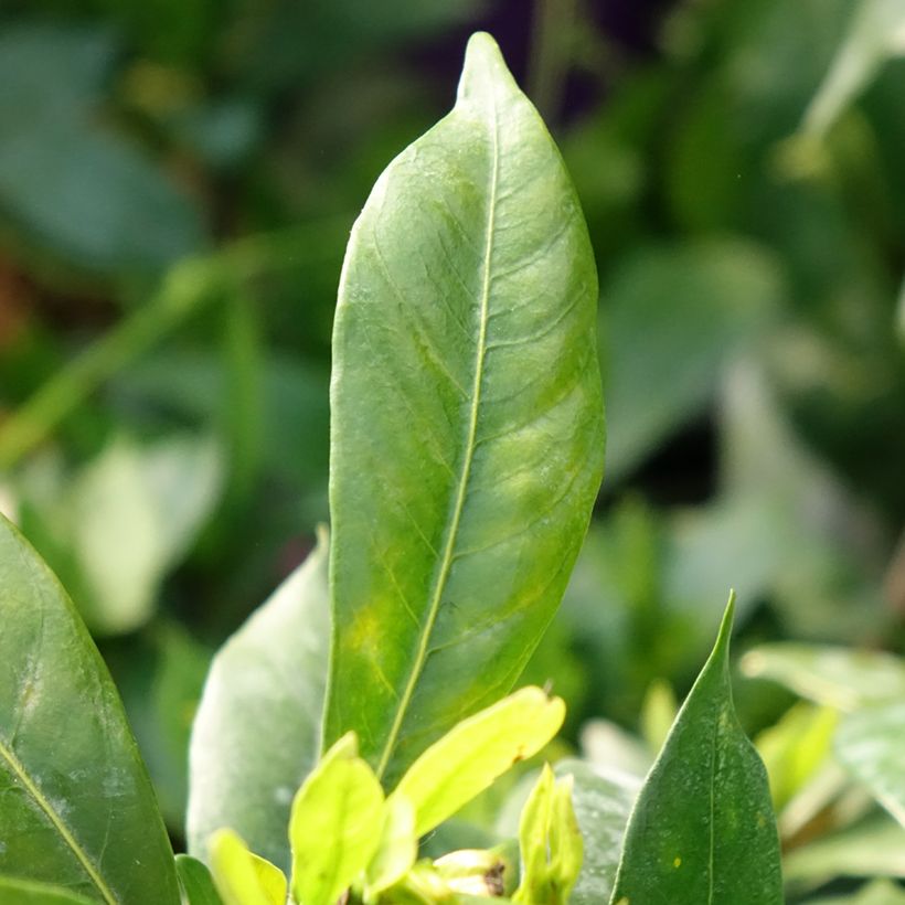 Gardenia jasminoides Celestial Star - Jasmin du Cap (Feuillage)
