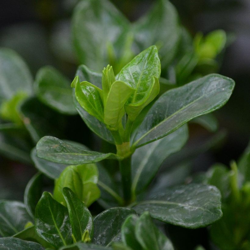 Gardenia jasminoides Kleim's Hardy (Feuillage)