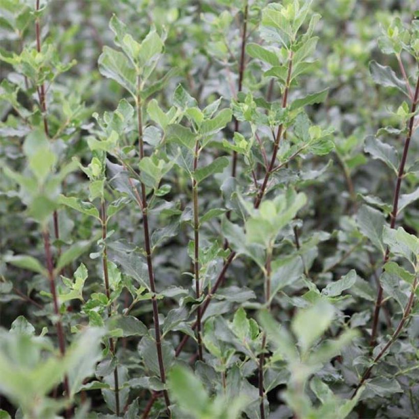 Garrya elliptica - Garrya à feuilles elliptiques (Feuillage)