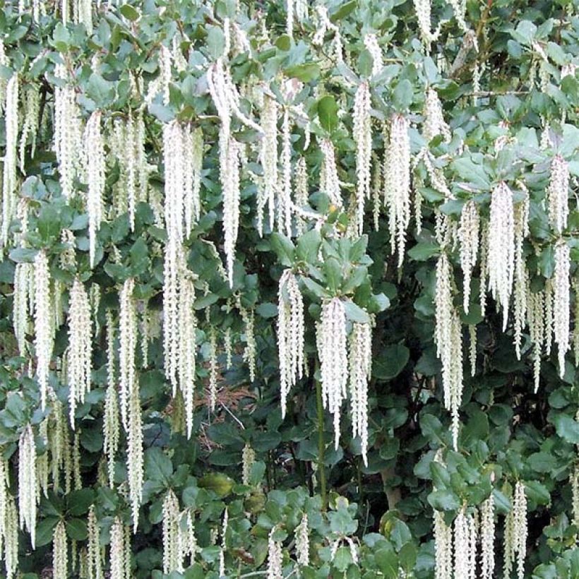 Garrya elliptica - Garrya à feuilles elliptiques (Floraison)