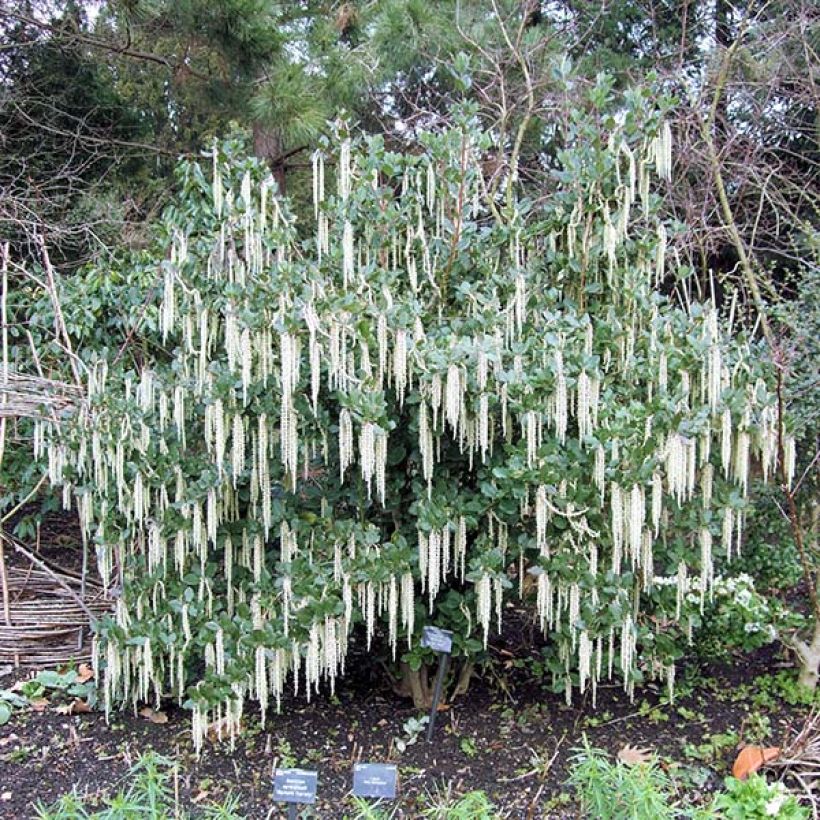 Garrya elliptica - Garrya à feuilles elliptiques (Port)