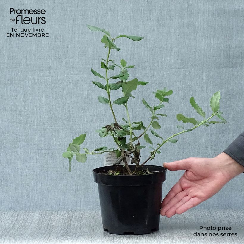 Spécimen de Garrya elliptica - Garrya à feuilles elliptiques Pot de 2L/3LHauteur livrée env. 40/50cm tel que livré en automne