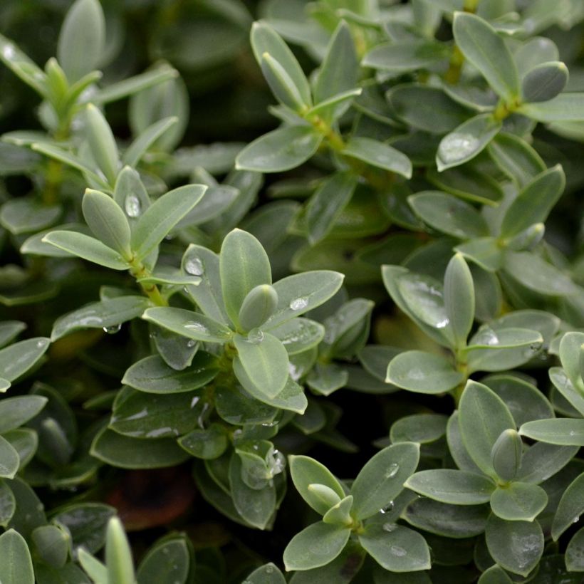 Gaultheria procumbens - Gaulthérie couchée (Feuillage)