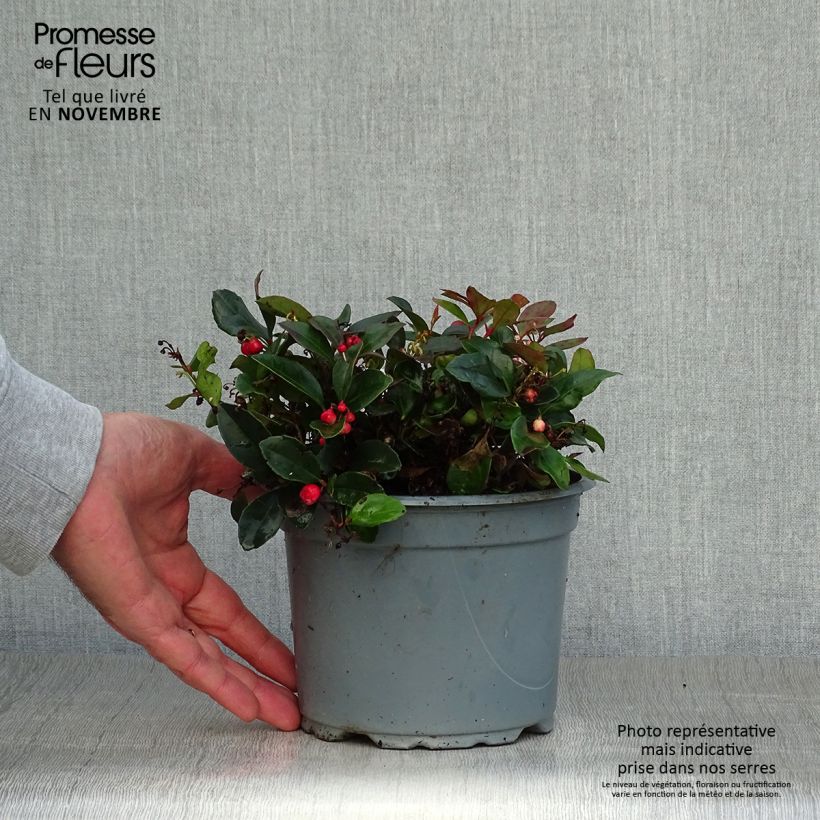 Spécimen de Gaultheria procumbens - Gaulthérie couchée Pot de 2L/3L tel que livré en automne