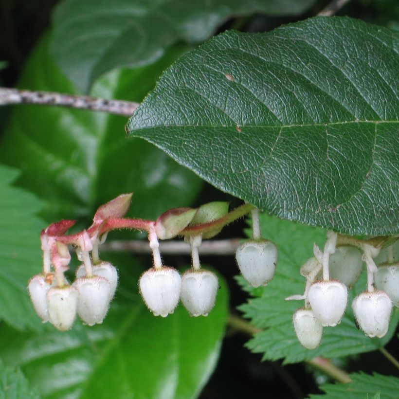 Gaultheria shallon (Feuillage)