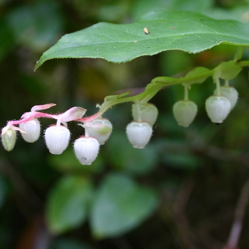 Gaultheria shallon (Floraison)