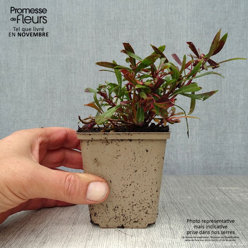 Spécimen de Gaura Crimson Butterfly Godet de 8/9 cm tel que livré en automne