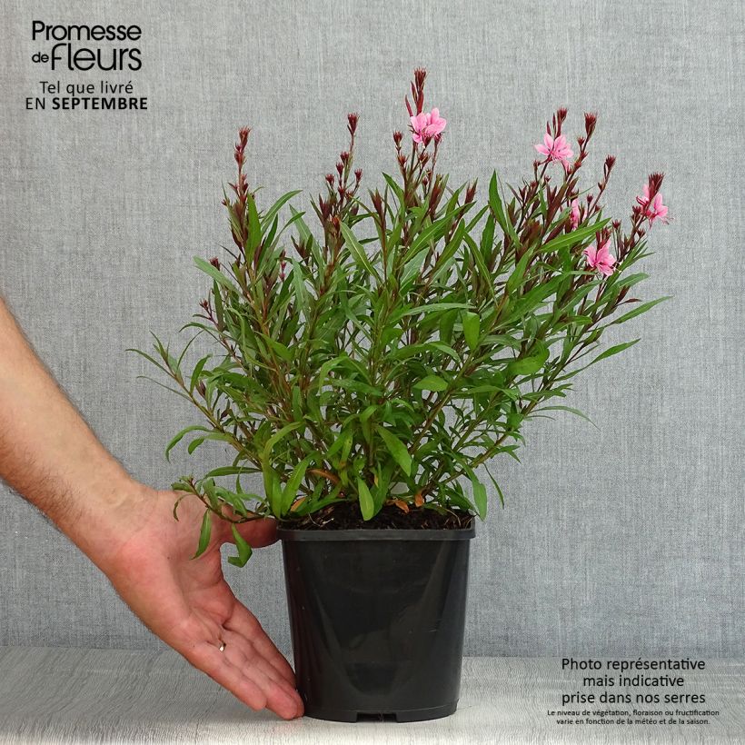 Spécimen de Gaura lindheimeri Baby Butterfly Dark Pink - Gaura de Lindheimer nain Pot de 2L/3L tel que livré en été