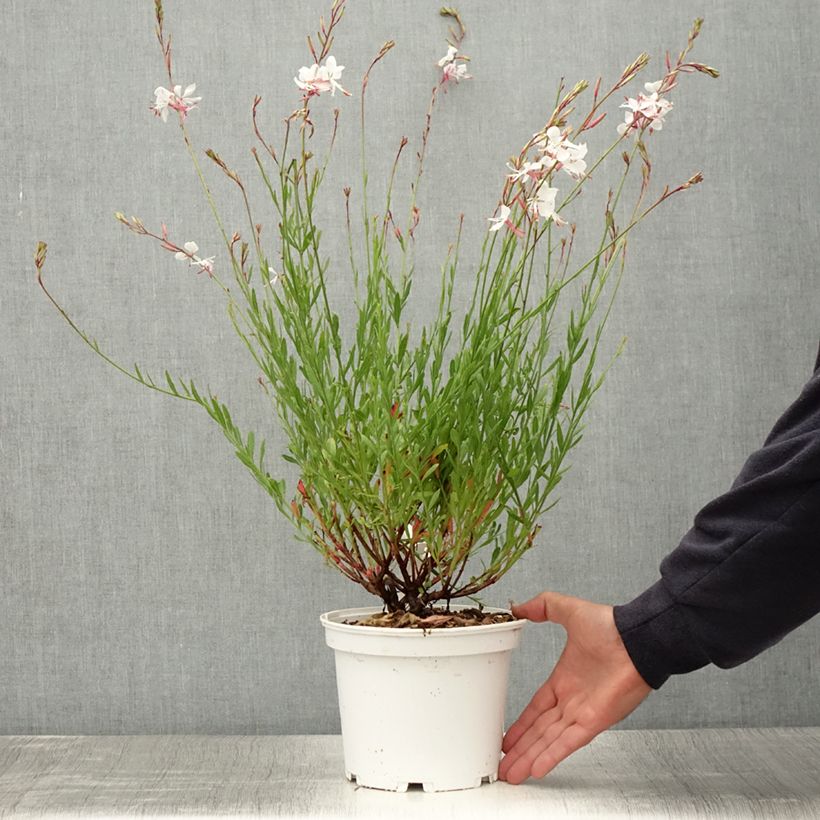 Spécimen de Gaura lindheimeri Blanche - Gaura de Lindheimer en pot de 2/3 litres tel que livré en été