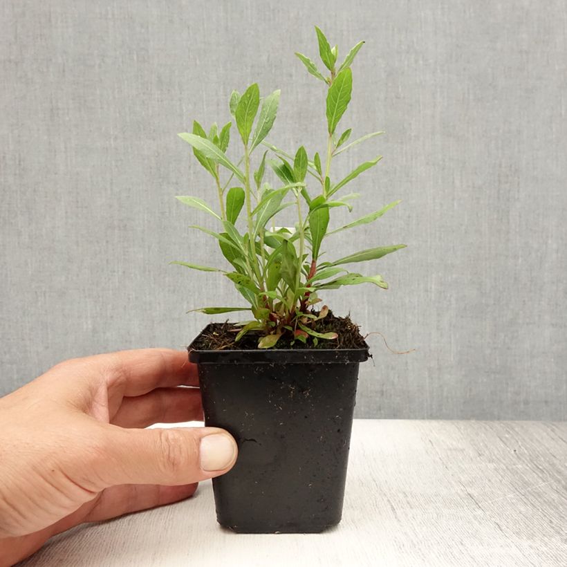 Spécimen de Gaura lindheimeri blanche Snowstorm Godet de 8/9 cm tel que livré en été