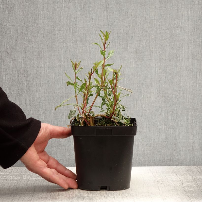 Spécimen de Gaura lindheimeri blanche Snowstorm en pot de 2/3 litres tel que livré au printemps
