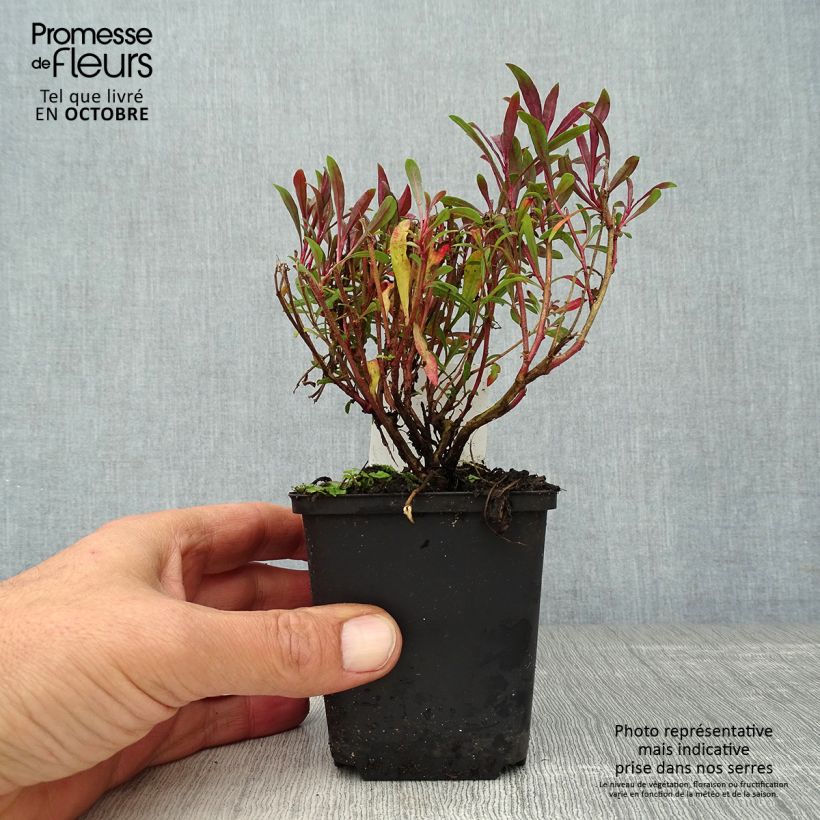 Spécimen de Gaura lindheimeri Blaze - Gaura de Lindheimer Godet de 8/9 cm tel que livré en automne