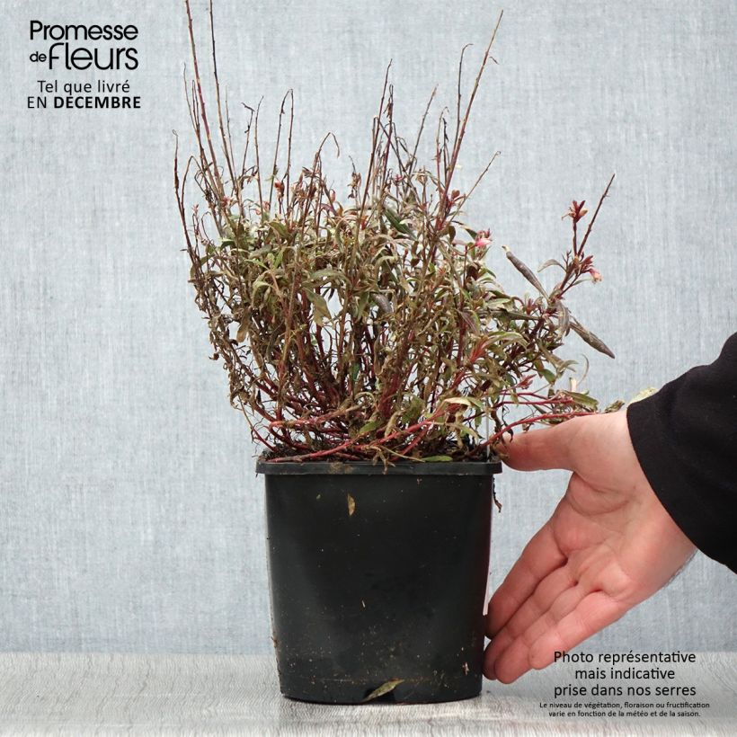 Spécimen de Gaura lindheimeri Blaze - Gaura de Lindheimer Pot de 2L/3L tel que livré en automne