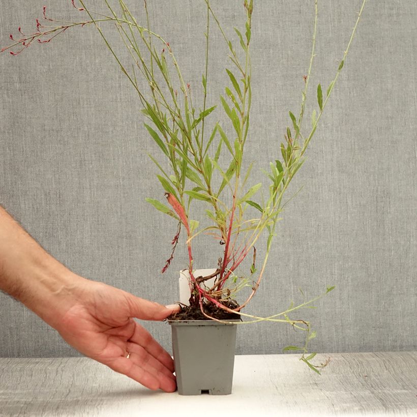 Spécimen de Gaura lindheimeri Cherry Brandy - Gaura de Lindheimer rose vif Godet de 8/9 cm tel que livré en été