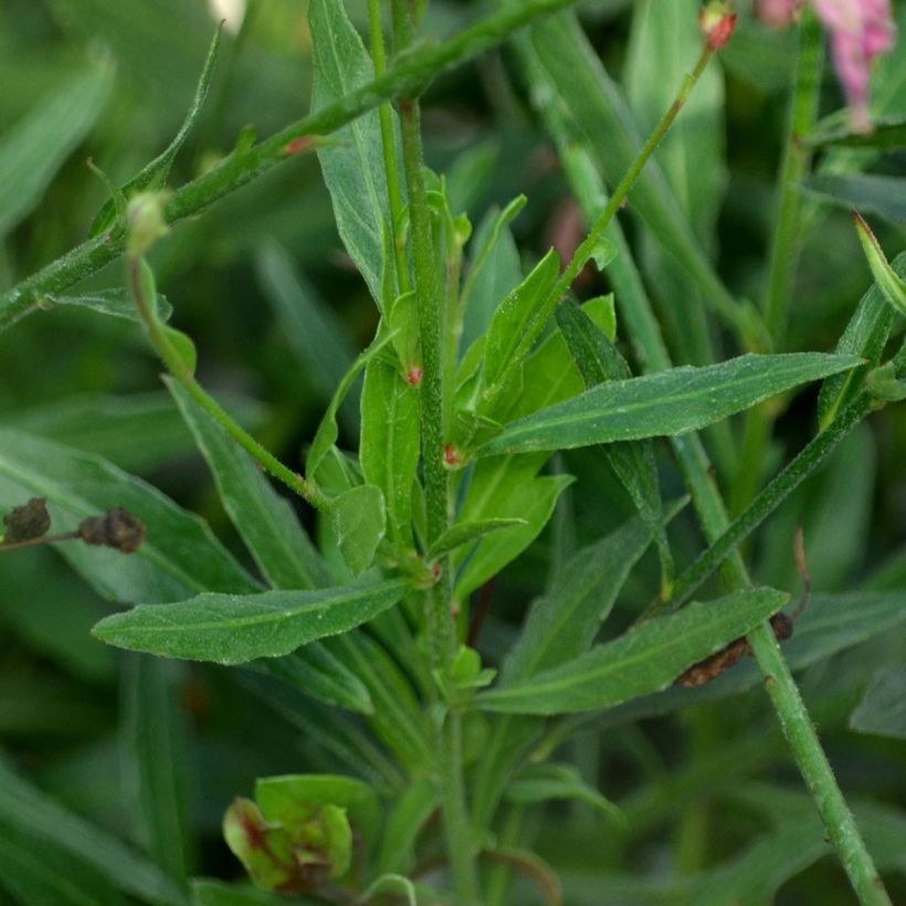 Gaura lindheimeri Rosy Jane (Feuillage)