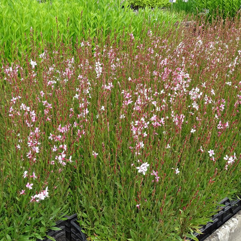 Gaura lindheimeri rose Siskiyou pink (Port)