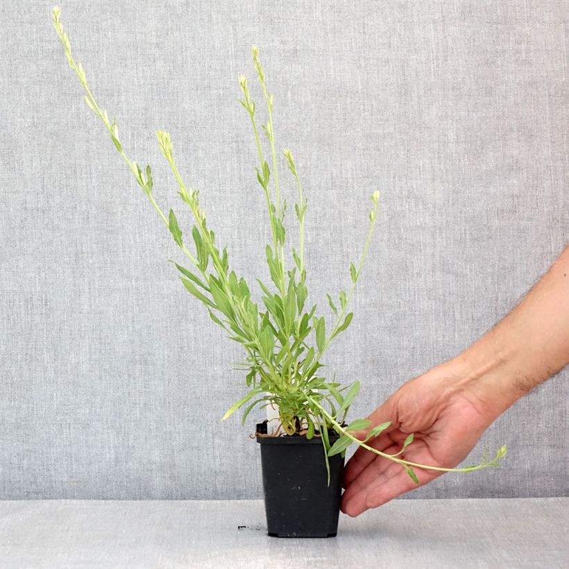 Spécimen de Gaura lindheimeri Snowbird Godet de 8/9 cm tel que livré en été