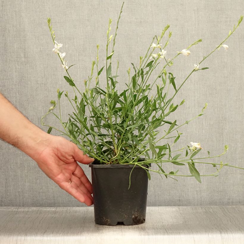 Spécimen de Gaura lindheimeri Snowbird Pot de 2L/3L tel que livré en été