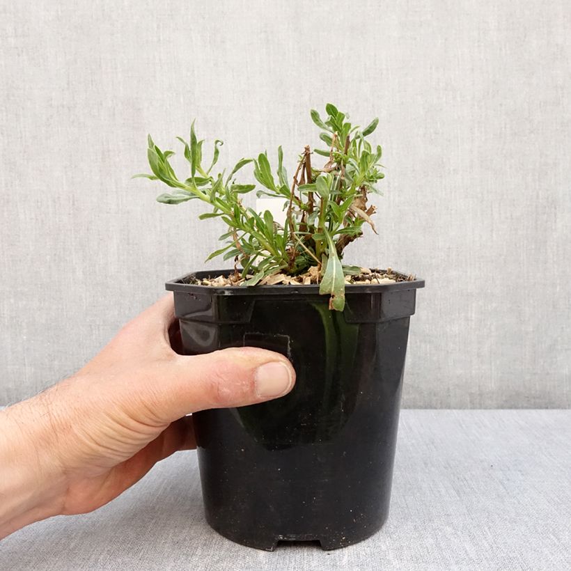 Spécimen de Gaura lindheimeri Snowbird - Pot de 2L/3L tel que livré au printemps