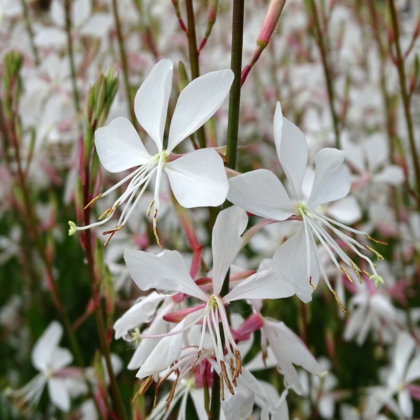 Gaura lindheimeri blanche Snowstorm (Floraison)