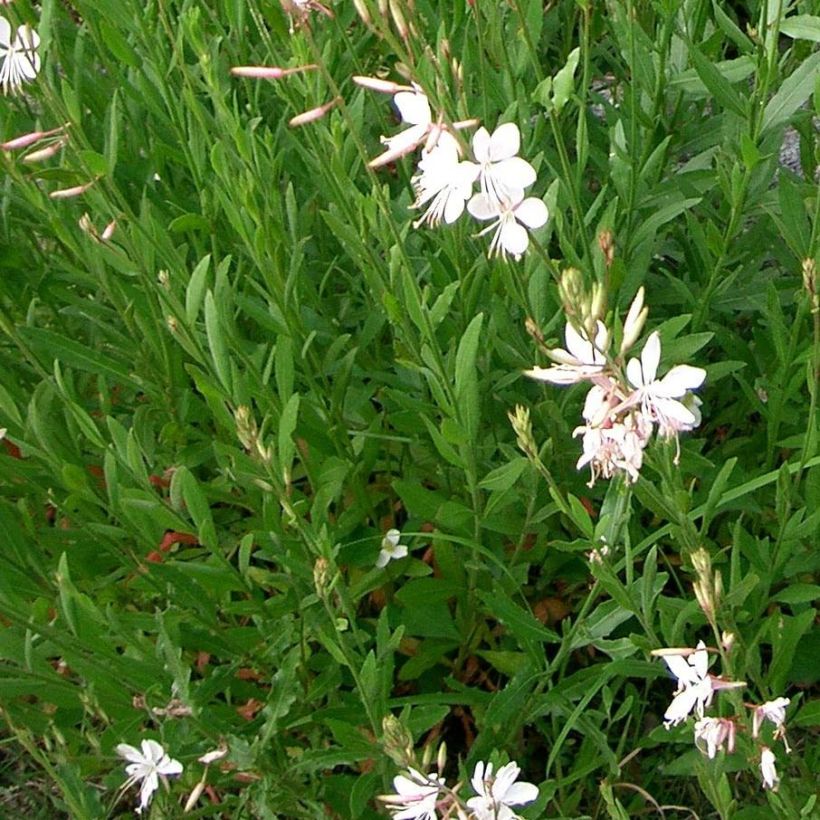 Gaura lindheimeri Summer Breeze - Gaura de Lindheimer (Feuillage)