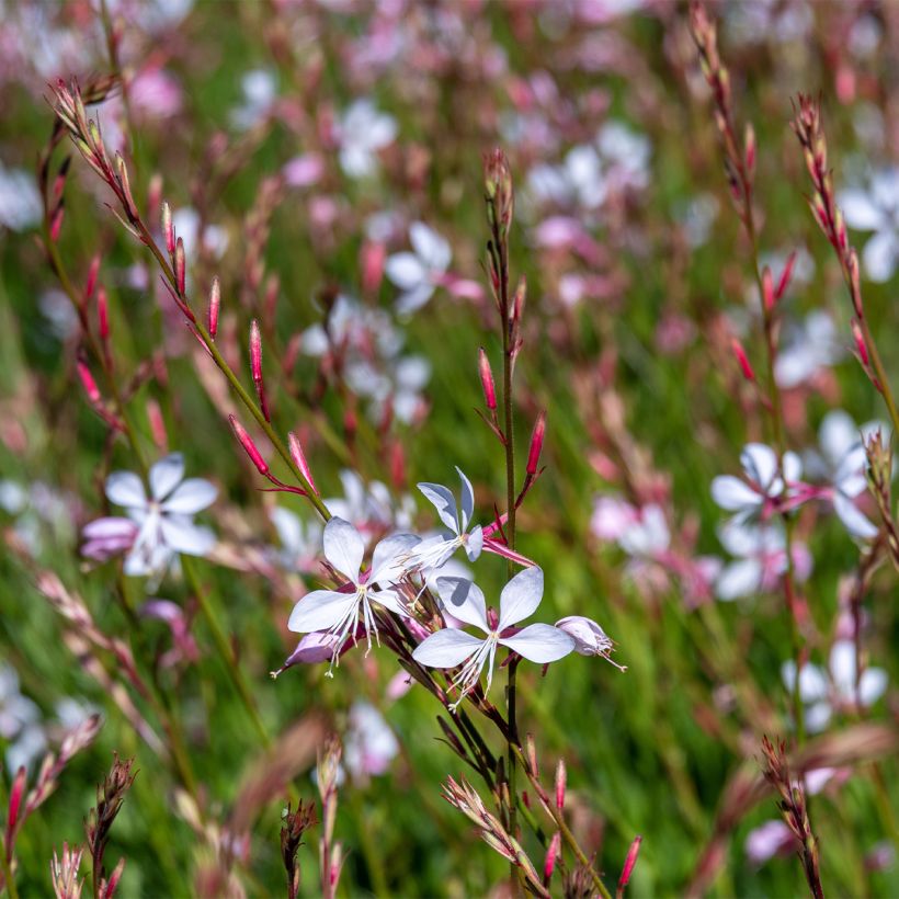 Gaura lindheimeri Whirling Butterflies (Port)