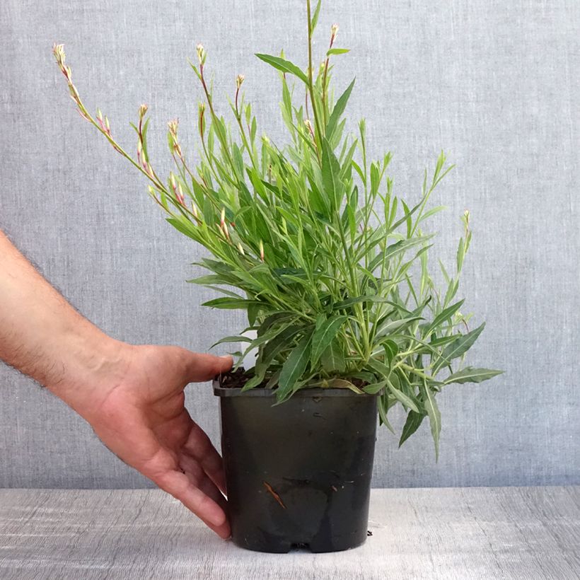 Spécimen de Gaura lindheimeri Whirling Butterflies Pot de 2L/3L tel que livré en été