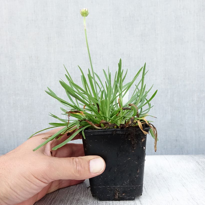 Spécimen de Gazon d'Espagne, Armeria hybrida Ornament Godet de 8/9 cm tel que livré en été