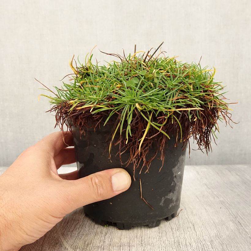Spécimen de Gazon d'Espagne blanc, Armeria Maritima alba Pot de 2L/3L tel que livré en été