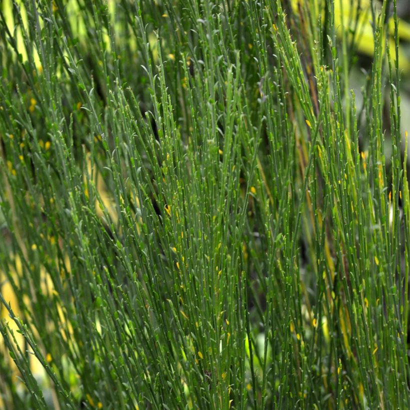 Genêt à balais - Cytisus Boskoop Ruby (Feuillage)