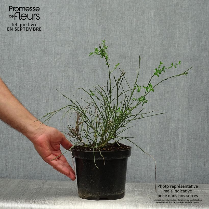 Spécimen de Genêt à balais - Cytisus scoparius Burkwoodii tel que livré en automne