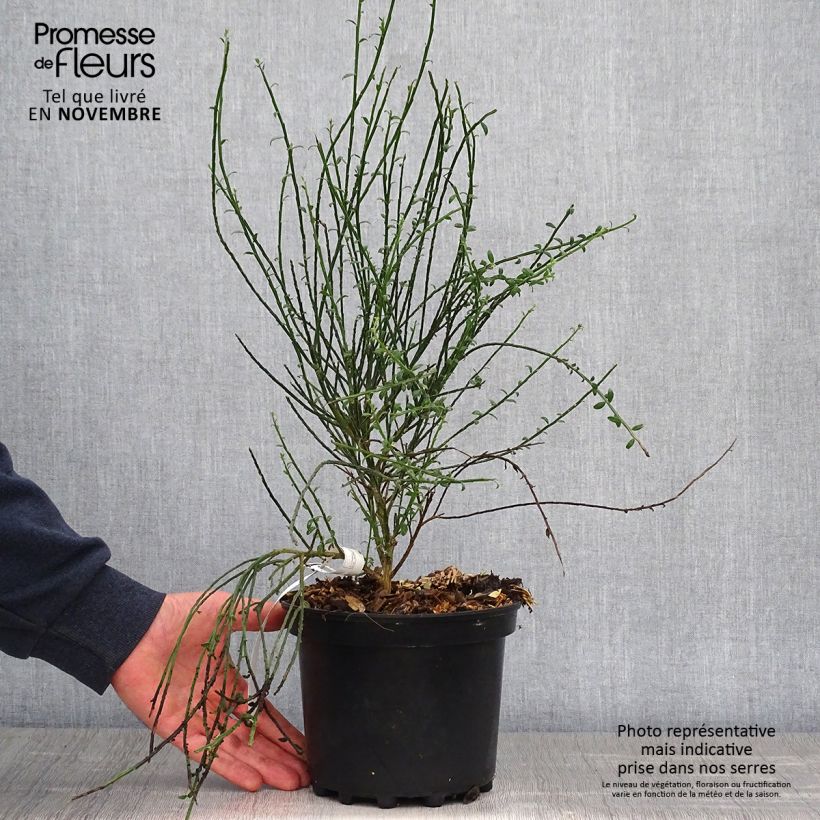 Spécimen de Genêt à balais - Cytisus scoparius La Coquette Pot de 2L/3L tel que livré en automne