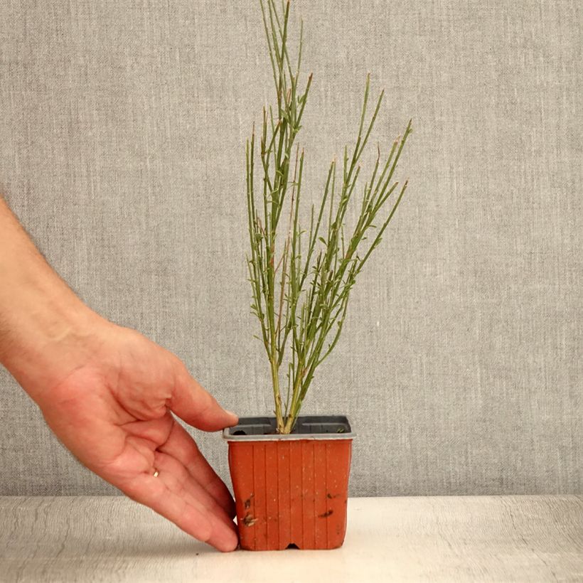 Spécimen de Genêt à balais - Cytisus scoparius Luna Godet de 8/9 cm tel que livré en été