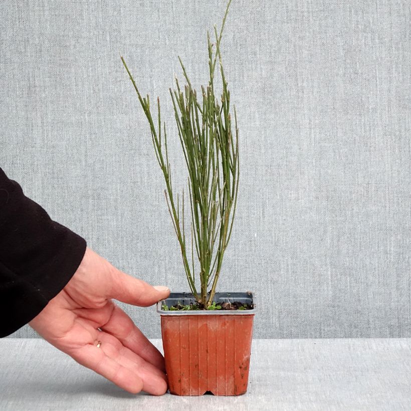 Spécimen de Genêt à balais - Cytisus scoparius Luna - Godet de 8/9 cm tel que livré au printemps