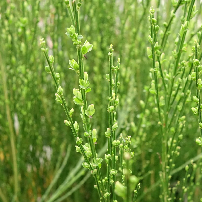 Genêt à balais - Cytisus scoparius Vanesse (Feuillage)