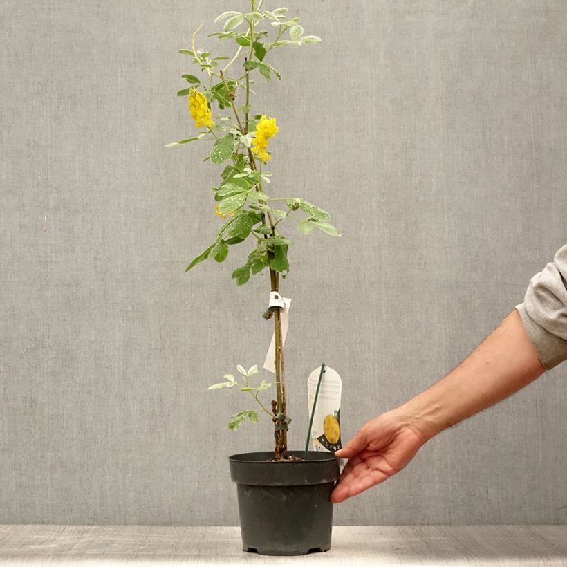 Spécimen de Genêt ananas - Cytisus battandieri Pot de 3L/4L tel que livré en été